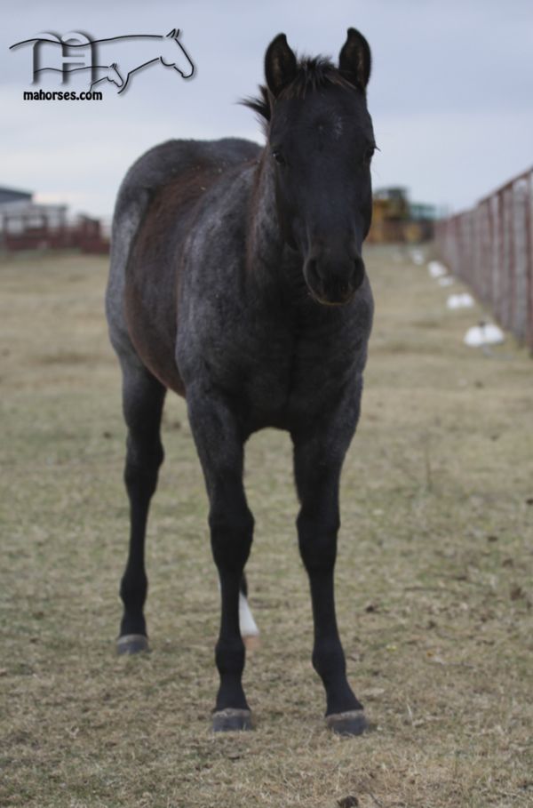 Red Robbin Hayes 2017 Colt